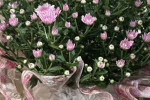 Bouquets