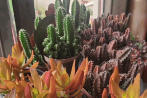 Cactos
