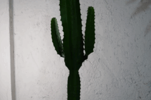 Cactos