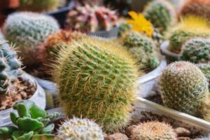 Cactos