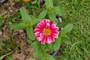 Captura de tela 2025-06-03 133701