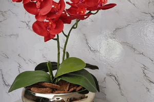 Captura de tela 2025-06-03 151546