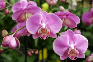 Captura de tela 2025-06-03 151553