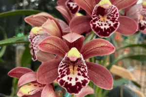 Captura de tela 2025-06-03 151557