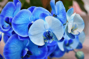 Captura de tela 2025-06-03 151601