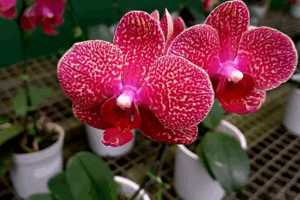 Captura de tela 2025-06-03 151606