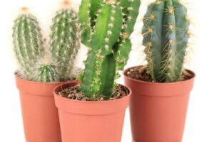Cactos