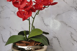 imagem_2025-06-03_151450351