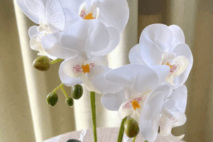 imagem_2025-06-03_151458379