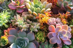 Cactos