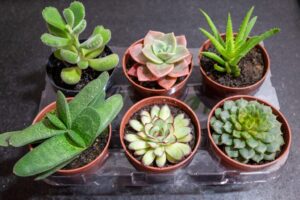 Cactos