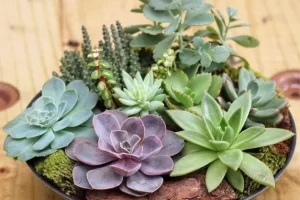 Cactos