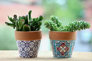 Cactos